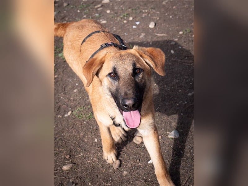 HUCKLEBERRY (Huck)-freundlich, mit sonnigem Gemüt