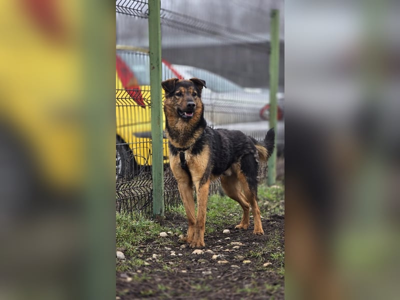 BATMAN-schüchterner Held auf 4 Pfoten sucht dich und sein Zuhause