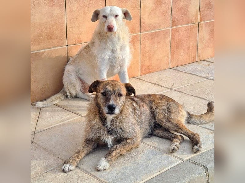 NELSON-kleiner Träumer, sanft,ruhig Seele, wartet sehnsüchtig auf sein liebevolles Für-immer-Zuhause