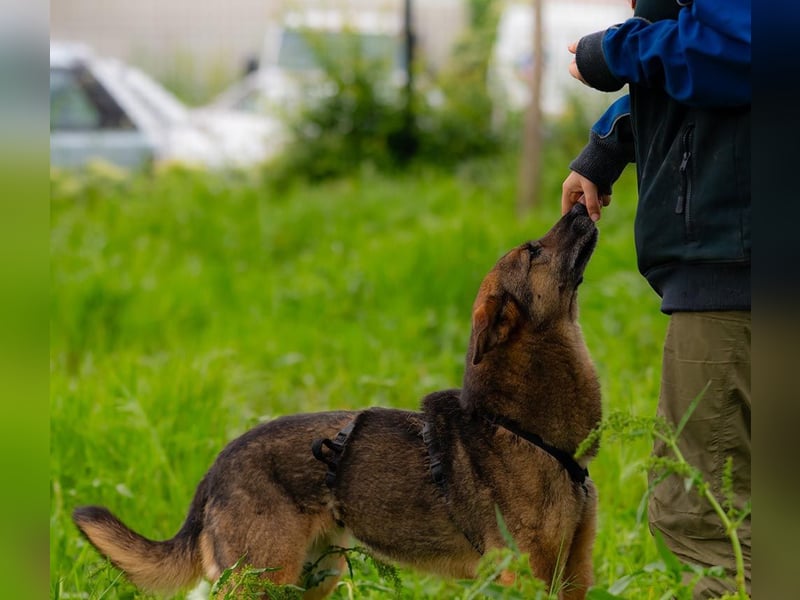 ARYA-sehr ausgeglichen, knüpft leicht Bindungen zu Menschen,wartet auf  liebevolle Für-immer-Familie