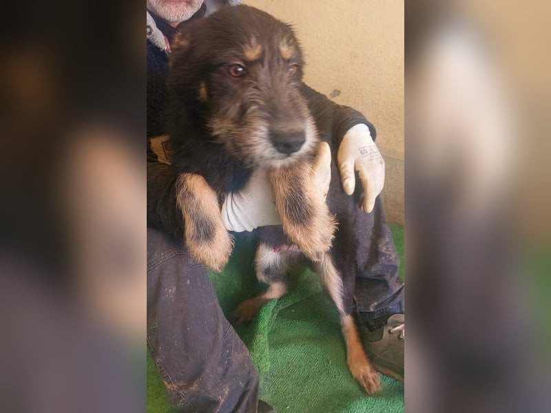 THOR-sanftes, ruhiges, freundliches Wesen wartet sehnsüchtig auf sein liebevolles Für-immer-Zuhause