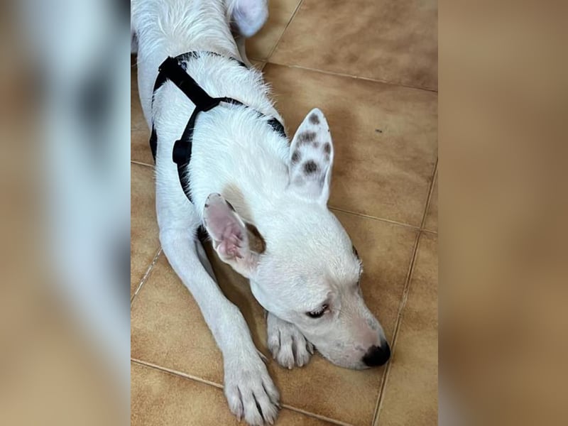 Bezaubernder DRACO-Ein Herz auf vier Pfoten sucht sein Für-immer-Zuhause!