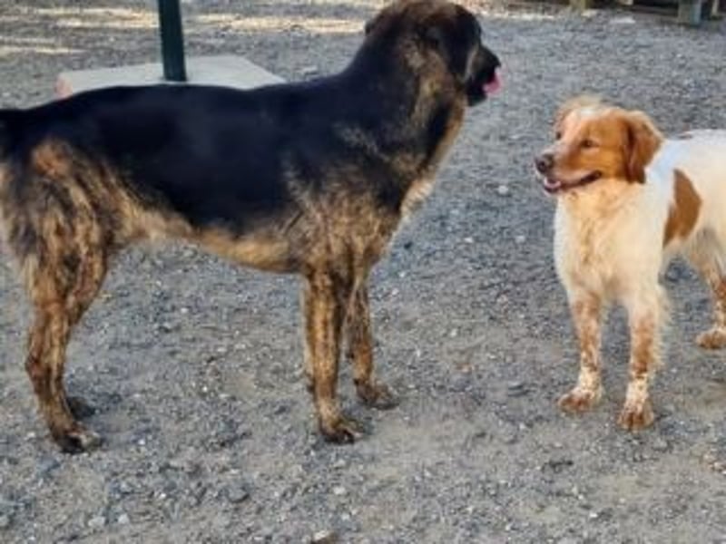 OTTO-freundlicher Bretonenrüde sicht neues, schönes Zuhause