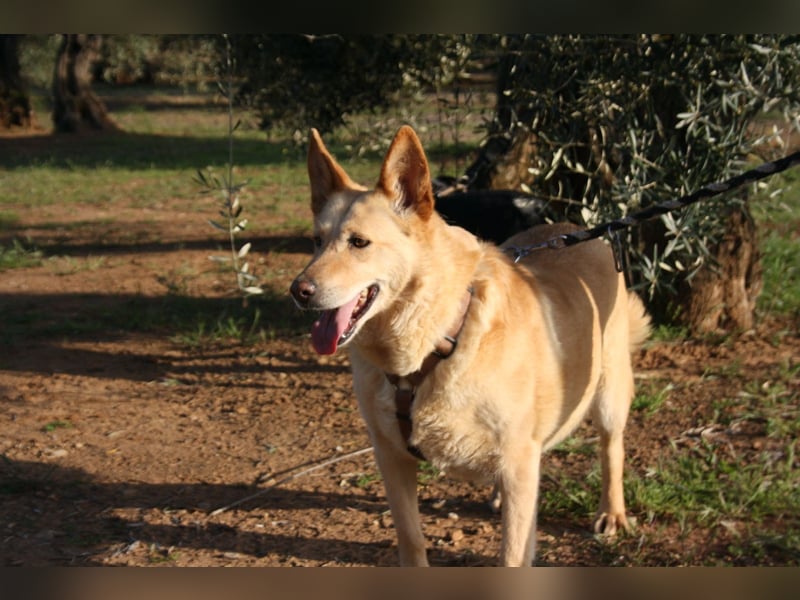 AKIRA-verschmustes, anhängliches Hundemädchen sucht ein ruhiges, liebevolles Zuhause
