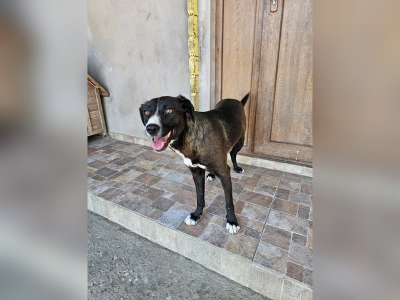 MABEL-strahlende Überleberin mit großem Herzen sucht liebevolles Für-immer-Zuhause