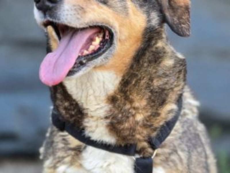 NORA-absulut liebenswertes Wesen