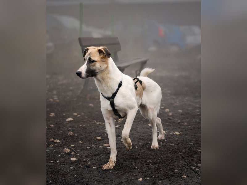 FINJA-sehr freundliche, liebes Mädchen sucht warmes, herzliches Zuhause