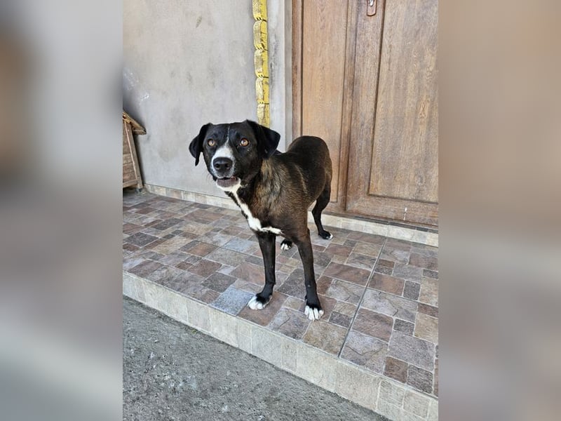 MABEL-strahlende Überleberin mit großem Herzen sucht liebevolles Für-immer-Zuhause