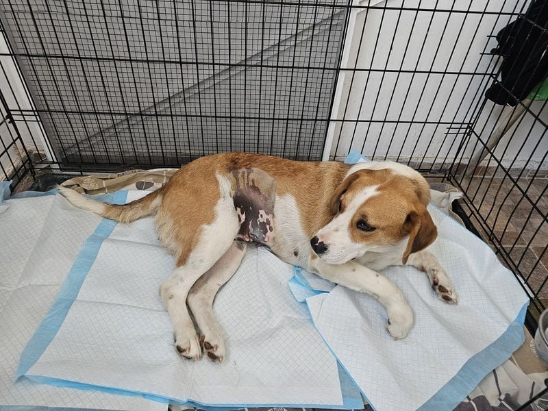 Leila – liebt Menschen und andere Hunde