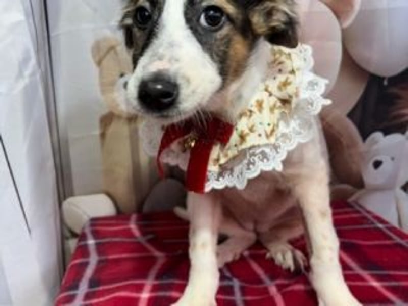 ISA-hübsches kleines Mädchen mit ihrem schneeweißen Fell und der braun-schwarzen Maske im Gesicht