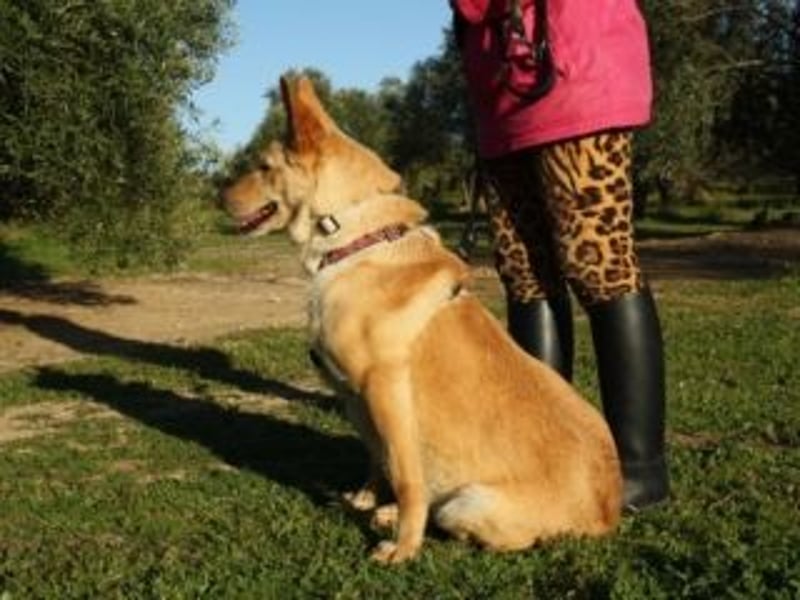 AKIRA-verschmustes, anhängliches Hundemädchen sucht ein ruhiges, liebevolles Zuhause