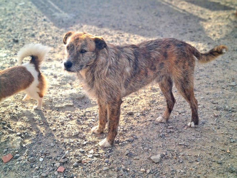 NELSON-kleiner Träumer, sanft,ruhig Seele, wartet sehnsüchtig auf sein liebevolles Für-immer-Zuhause