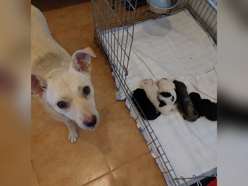 JAX -einer der „liebsten und freundlichsten Hunde, die wir je im Tierheim hatten“