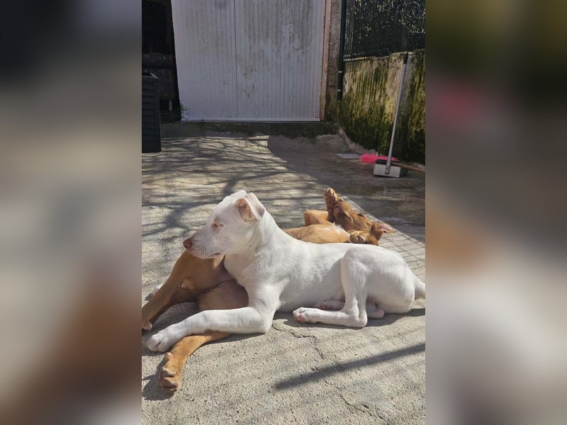 KINDER-fröhlicher, aufgeweckter Bub irrte allein auf der Straße umher,sucht seine Für-immer-Menschen