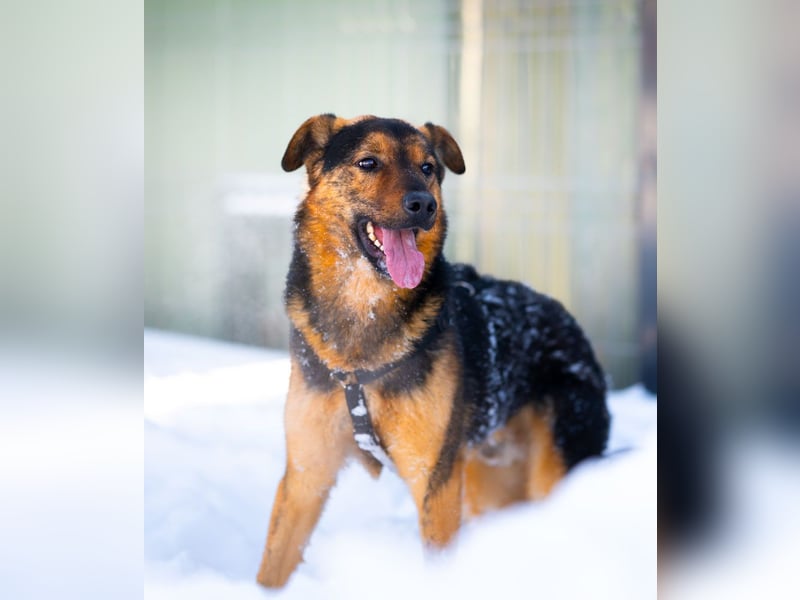 BATMAN-schüchterner Held auf 4 Pfoten sucht dich und sein Zuhause