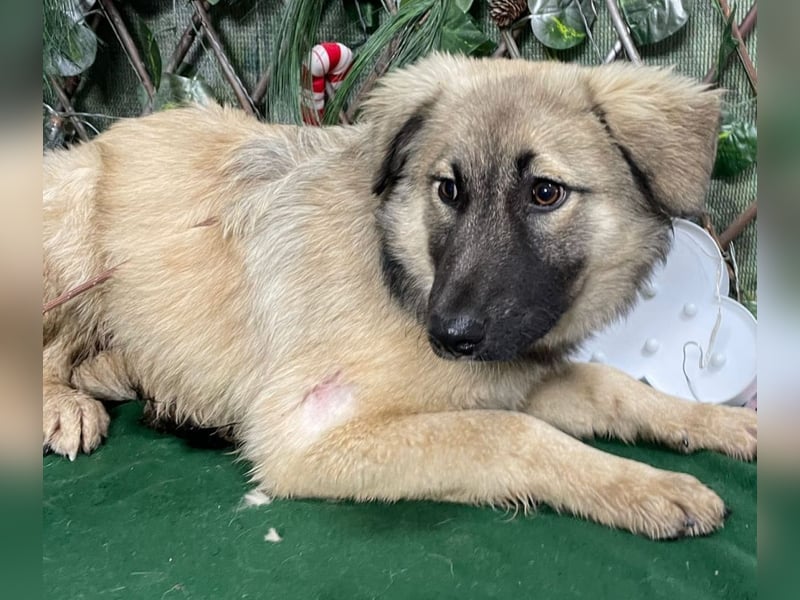 DIESEL-ruhiger, eher scheuer Hundebub wartet sehnsüchtig auf sein Für-immer-Zuhause