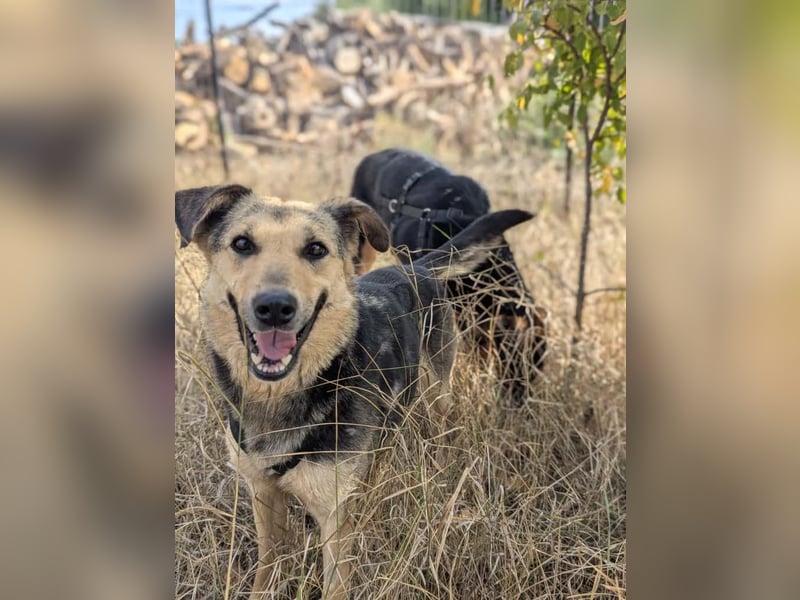 SAADET-freundliche, liebe und herzensgute Hündin wartet auf ihre Chance in einer liebevollen Familie SAADET-freundliche, liebe und herzensgute Hündin wartet auf ihre Chance in einer liebevollen Familie
