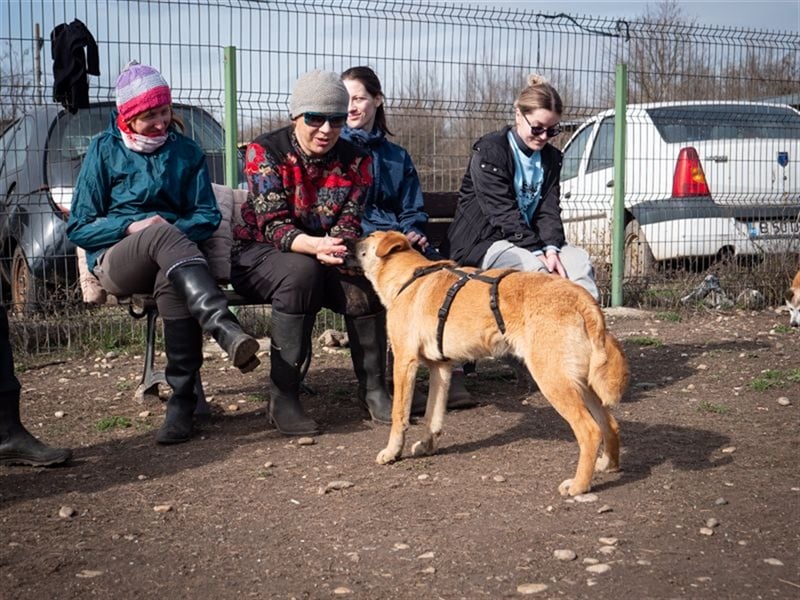 HUCKLEBERRY (Huck)-freundlich, mit sonnigem Gemüt