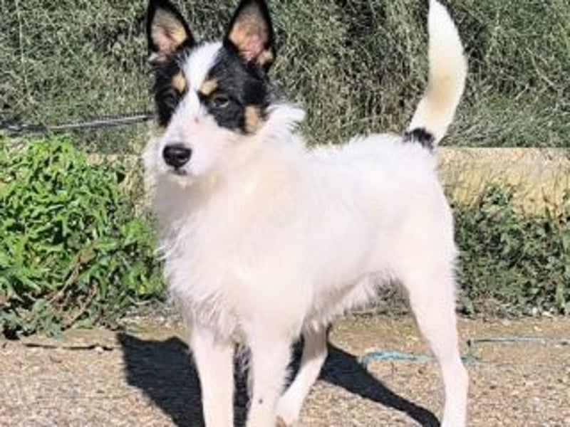 GASTON-liebt es, ausgiebig zu kuscheln und verteilt dabei auch gerne ein feuchtes Küsschen