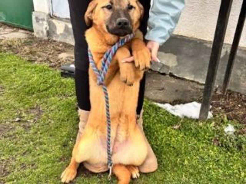 ATHENA-möchte sich die Welt durch Schnüffeln, Buddeln, Planschen, Toben und Herumjagen erkunden