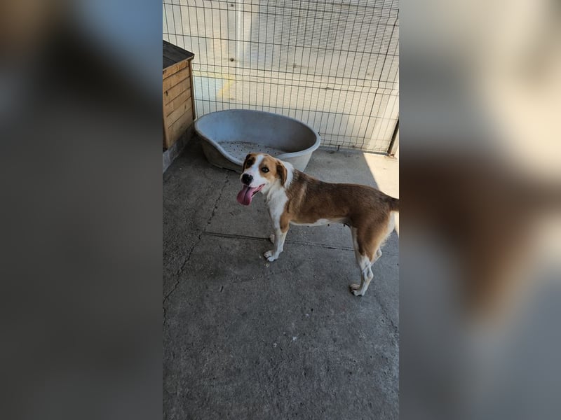 Leila – liebt Menschen und andere Hunde