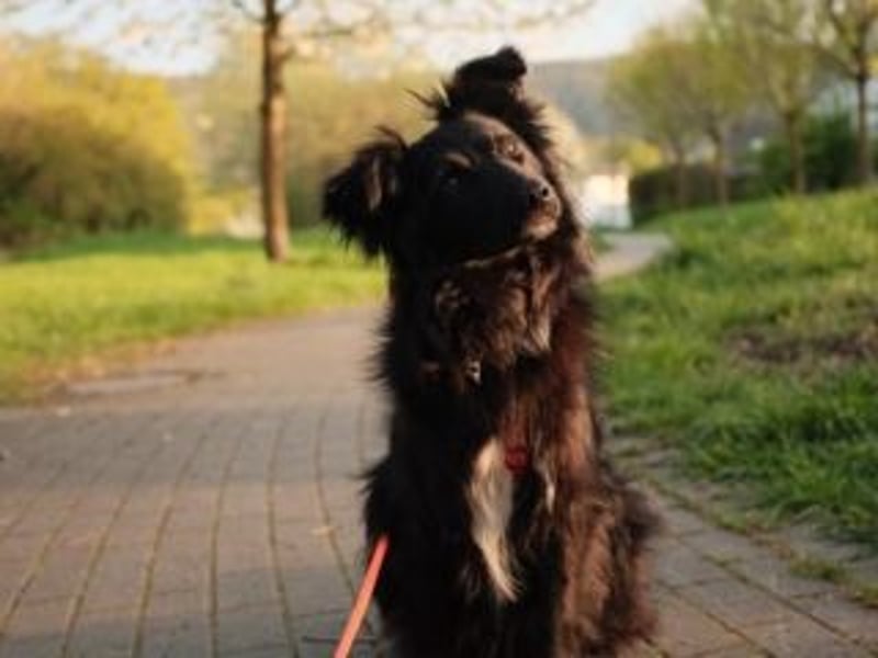 ZULU-hier bin ich! Süßes, hellwaches Mädchen auf der Suche nach liebevollem Zuhause