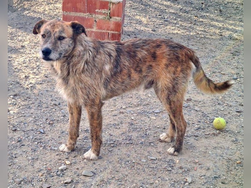 NELSON-kleiner Träumer, sanft,ruhig Seele, wartet sehnsüchtig auf sein liebevolles Für-immer-Zuhause