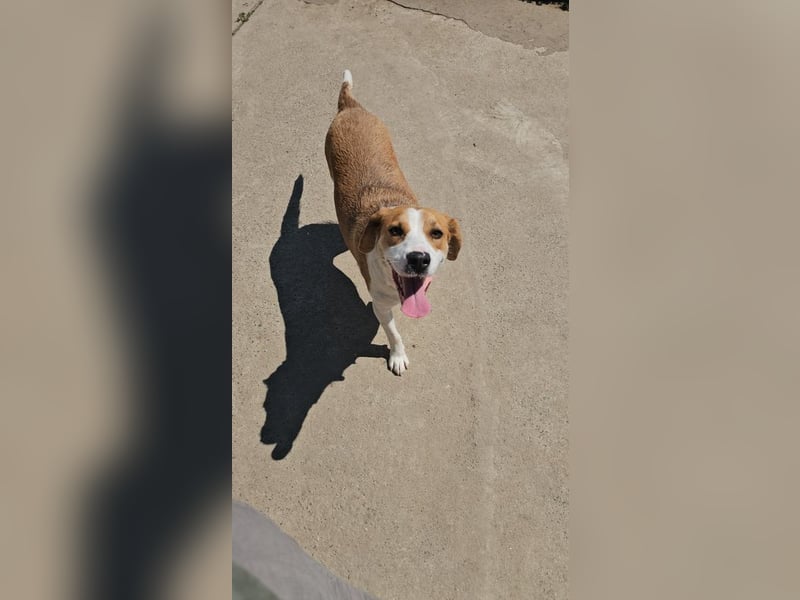 Leila – liebt Menschen und andere Hunde