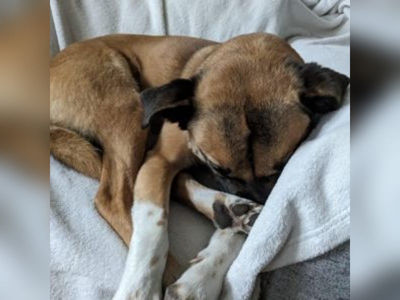 Moon (genannt Coco)-Ruhige Maus sucht liebevolle Familie