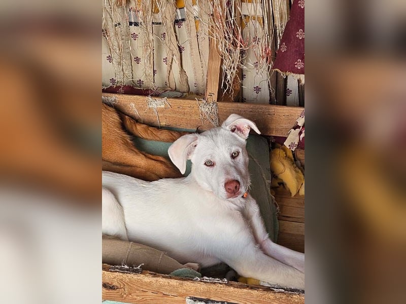 KINDER-fröhlicher, aufgeweckter Bub irrte allein auf der Straße umher,sucht seine Für-immer-Menschen