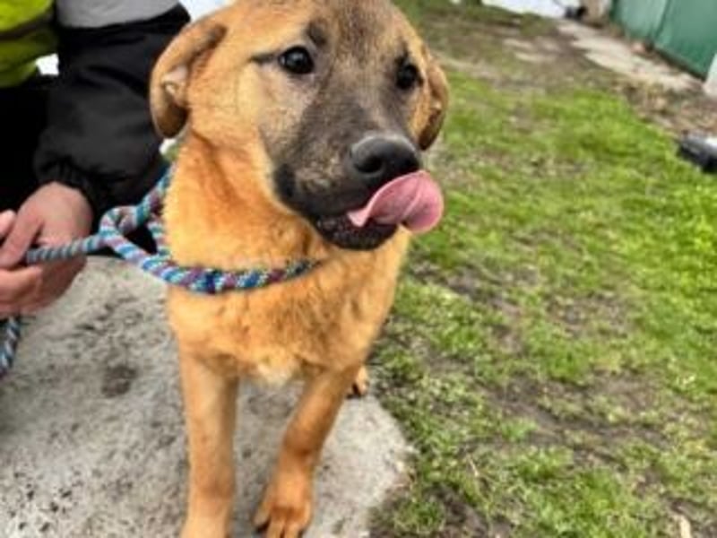 ATHENA-möchte sich die Welt durch Schnüffeln, Buddeln, Planschen, Toben und Herumjagen erkunden