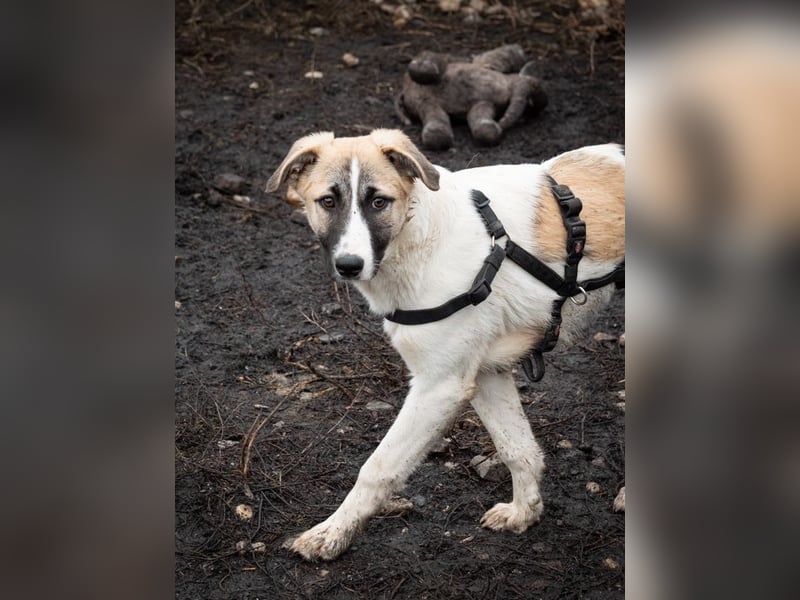 FINJA-sehr freundliche, liebes Mädchen sucht warmes, herzliches Zuhause