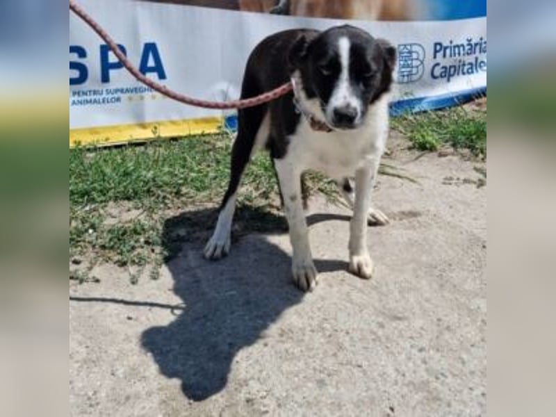 NOVA-sanfte Schönheit mit Border-Collie-Charme sucht ihr Glück