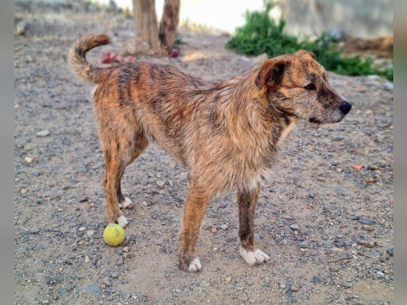 NELSON-kleiner Träumer, sanft,ruhig Seele, wartet sehnsüchtig auf sein liebevolles Für-immer-Zuhause