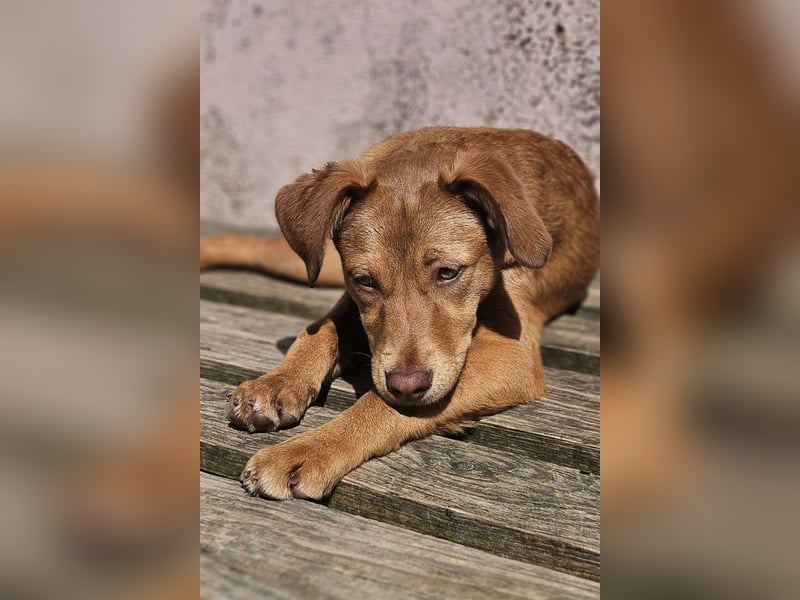 SIENA-fröhliches, freundliches Mädchen irrte alleine auf der Straße umher,auf der Suche nach Familie