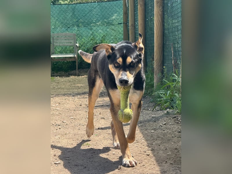 DRAKO-Liebling der freiwilligen Helfer,wirkt jünger als im Pass,charmant,elegant,liebt alle Menschen