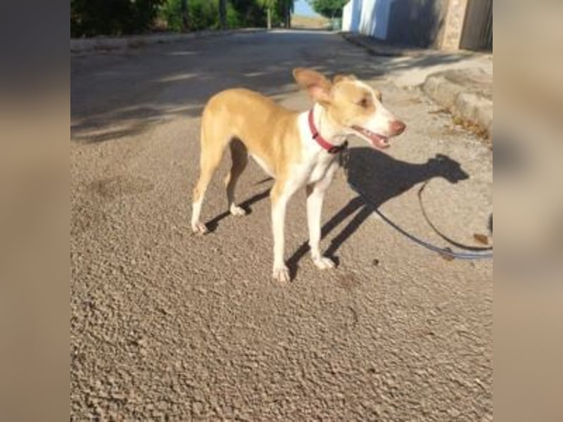 DAMA-zarte, noch etwas schüchterne, Podenco-Mädchen