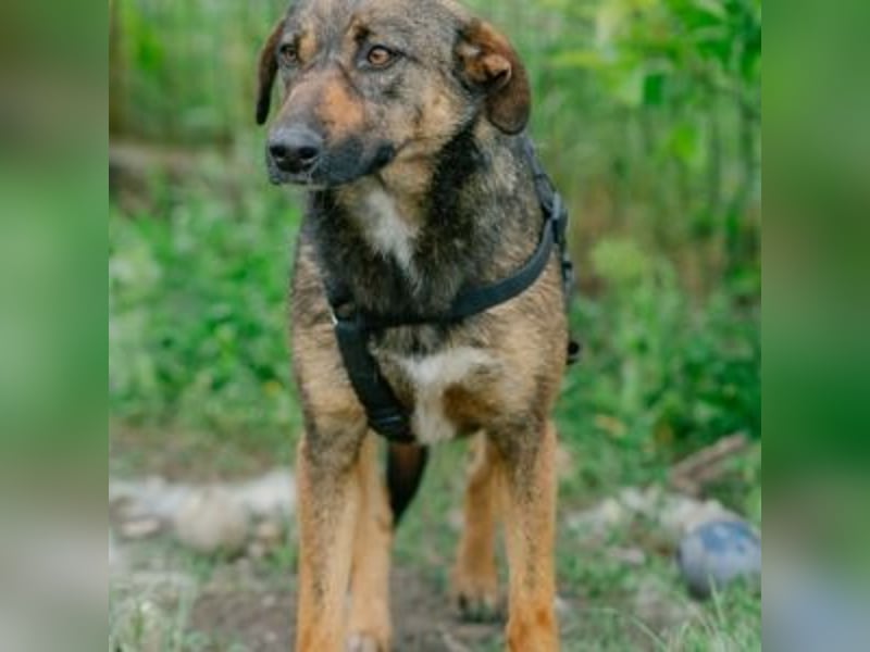 FEDORA-schüchterne Maus auf der Suche nach Liebe, Schutz, Geborgenheit