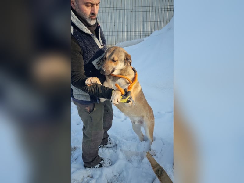 SVEN -wartet im kalten, lauten Zwinger auf sein liebevolles Zuhause