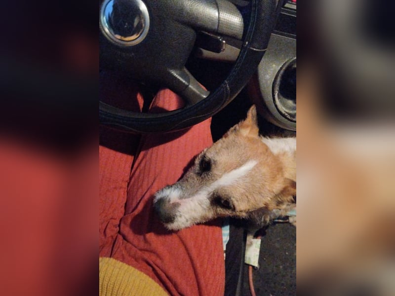 BEN- kann noch nicht recht glauben, dass das Leben schön sein kann, sucht ruhiges Zuhause