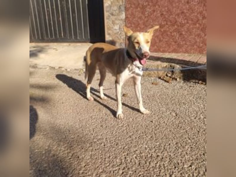 DAMA-zarte, noch etwas schüchterne, Podenco-Mädchen