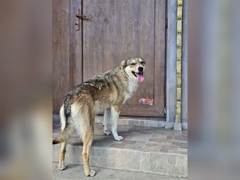 NINI - wundervolle Begleiterin sucht ihr liebevolles Für-immer-Zuhause
