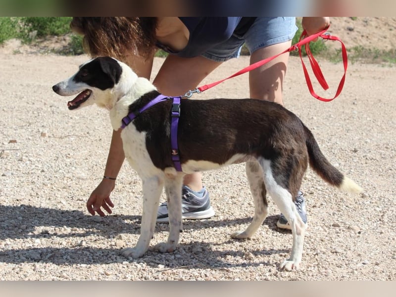 CANTALAR-ruhig, sanft, mit einem Herzen voller Liebe wartet sie sehnsüchtig auf ein schönes Leben