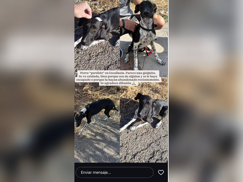 UBER-gesellig, lustig,verspielt,anhänglich, liebt Mensch und Hund,wartet sehnsüchtig auf ihr Zuhause