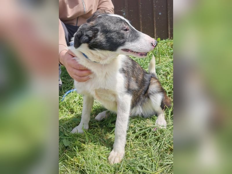 ZANE-ganz besonderer Bub sucht dringend liebevolles Zuhause