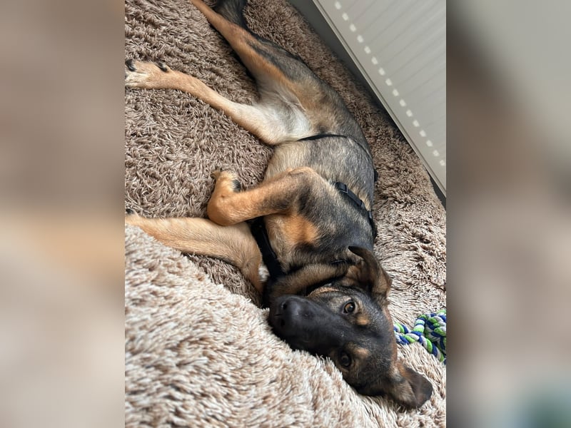 SOPHIE-Vielleicht können genau Sie sichin diesem Moment vorstellen, Sophie ein Zuhause zu geben.