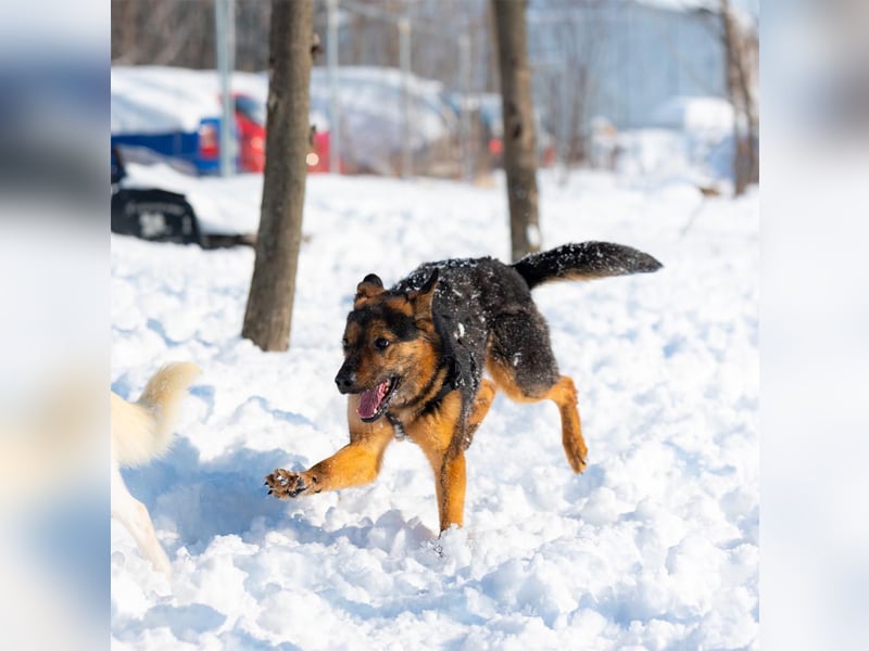 BATMAN-schüchterner Held auf 4 Pfoten sucht dich und sein Zuhause