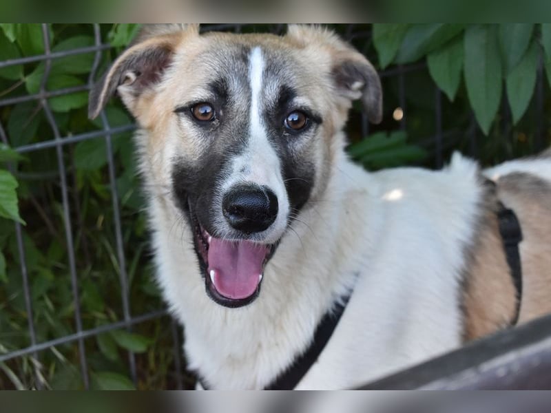 FINJA-sehr freundliche, liebes Mädchen sucht warmes, herzliches Zuhause