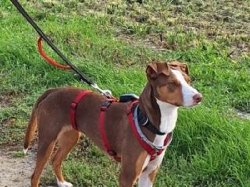 TATTI-extrem menschenbezogen, super arg verschmust und anhänglich