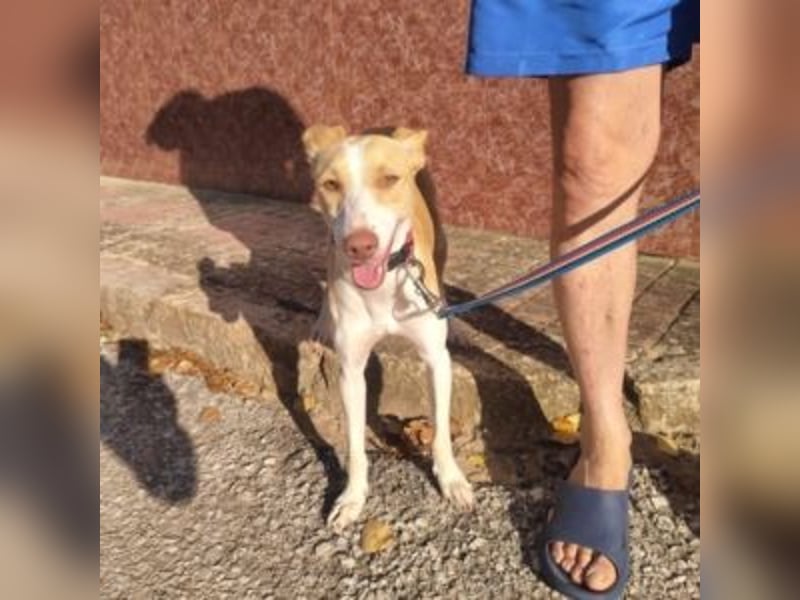 DAMA-zarte, noch etwas schüchterne, Podenco-Mädchen